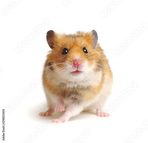 Cute funny syrian hamster on white