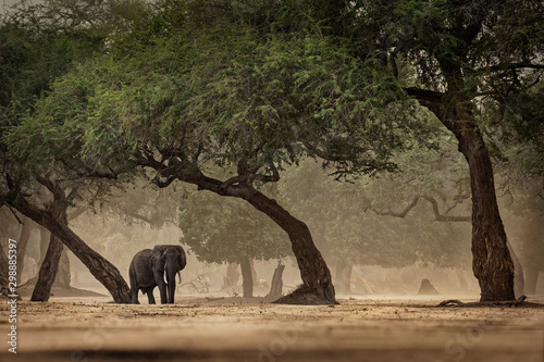 African Bush Elephant - Loxodonta africana in Mana Pools National Park in Zimbabwe, standing in the green forest and eating or looking for leaves