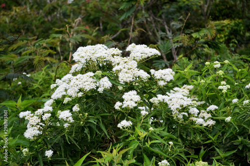 A collection of Poison Hemlock, Conium Maculattim can plant in tropic