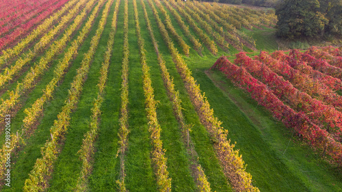 vines aerial photographs lambrusco and trebbiano hills modena italia