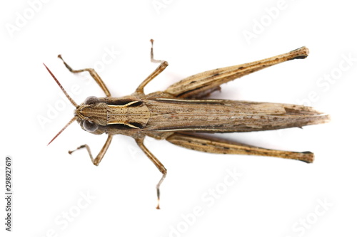 Brown grasshopper isolated on white background, top view