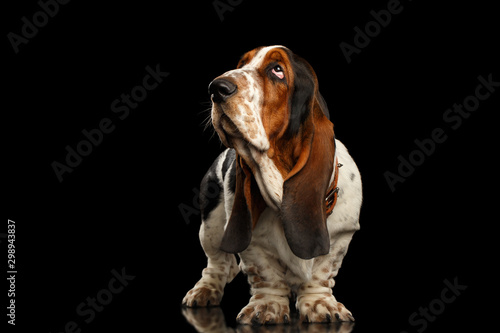 Funny Basset Hound Dog Standing and Looks Indifferent on Isolated black background, side view