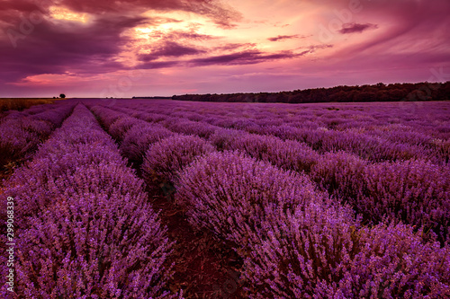 Stunning landscape with lavender field and amazing sky
