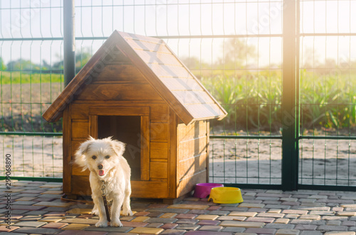 Beautiful white pooch dog near the booth on a sunny day. House for an animal. Selective focus