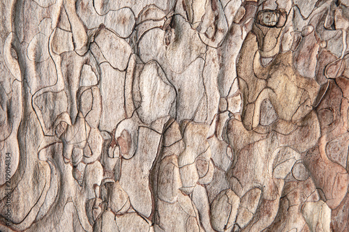 Close-up of grunge textured old pine tree bark texture. Abstract nature background for design, decor and skins.