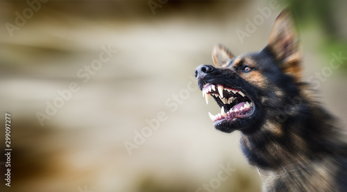 Aggressive dog shows dangerous teeth. German sheperd attack head detail. Dogs close up banner or panorama.