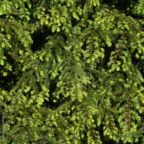 Seamless texture of green Fraser fir branches. Wroclaw. Poland.