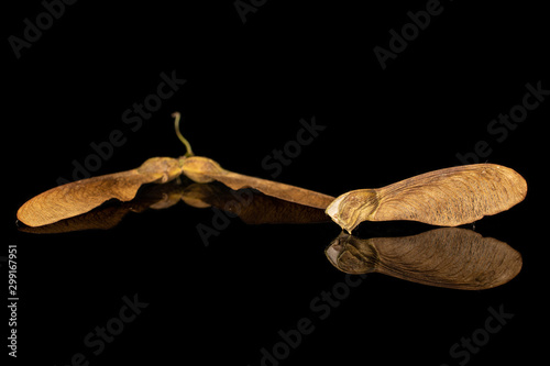 Group of three whole brown winged achene samara isolated on black glass