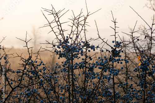 Twigs of blackthorn bush with many berries