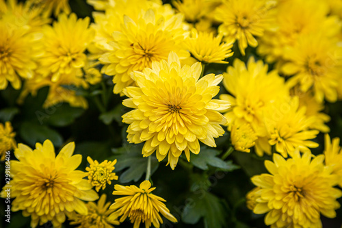 A full frame photograph of bright yellow chrysanthemum flowers on a sunny autumn day