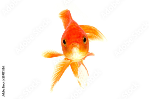 Gold fish isolated on a white background