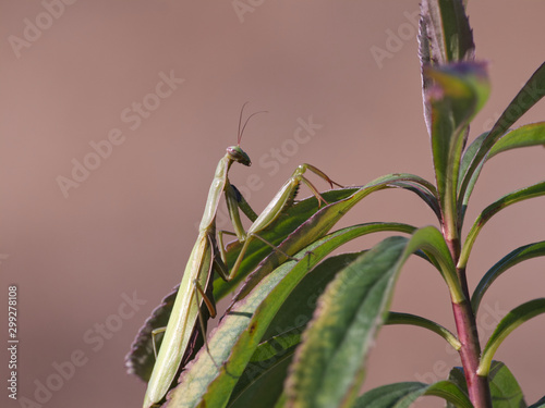 Modliszka zwyczajna (Mantis religiosa) wśród traw w swojej ulubionej pozycji