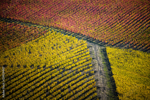 Sagrantino di Montefalco Vineyards in autumn, Umbria, Italy