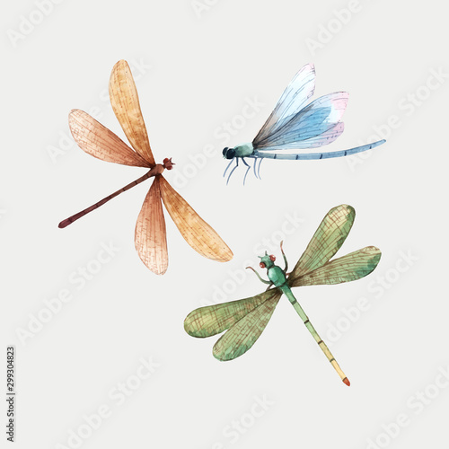 Watercolor vector summer dragonfly insect colourful illustrations set