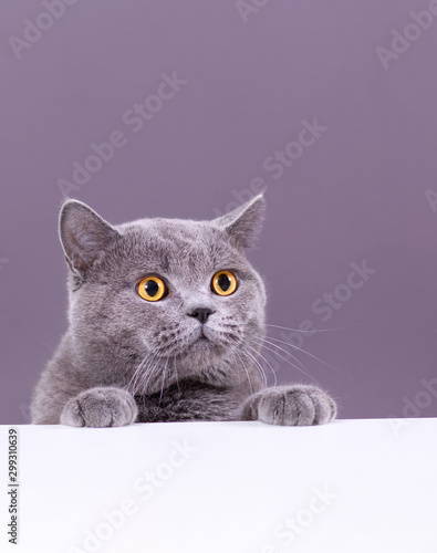 beautiful funny grey British cat peeking out from behind a white table with copy space