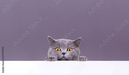 beautiful funny grey British cat peeking out from behind a white table with copy space