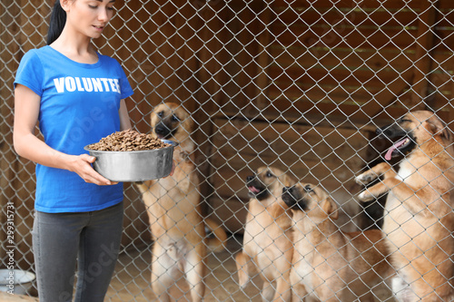 Woman holding bowl of food near cage with homeless dogs in animal shelter. Volunteering concept