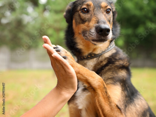 Female volunteer with homeless dog at animal shelter outdoors, closeup