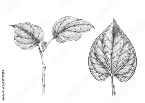 Wild betel leafbush or Piper sarmentosum roxb isolated on white background. Hand drawn collection by pencile sketch.- cliping Paths - image