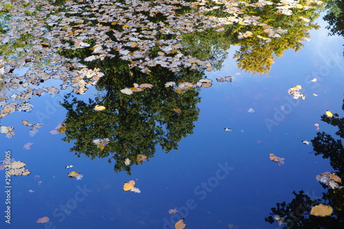 lake and a tree,reflection