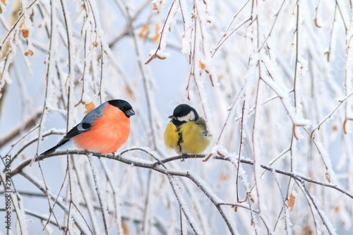 two birds titmouse and bullfinch are sitting on a branch nearby in the winter holiday park
