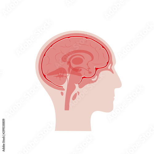 Vector isolated illustration of Meninges