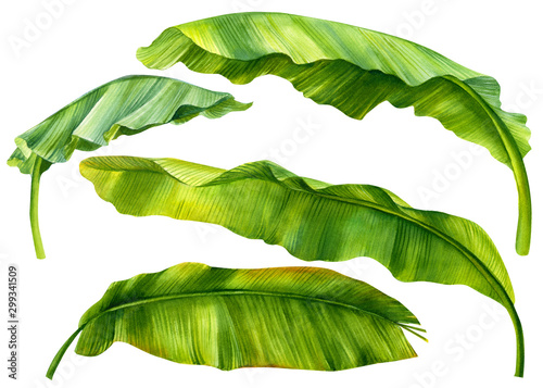 set of green leaves of banana palm on an isolated white background, watercolor illustration, hand drawing