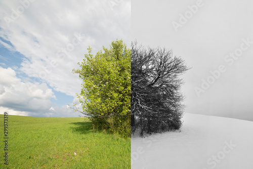 Winter and summer, tree divided by seasons of the year