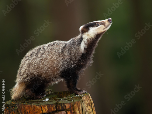 European badger (Meles meles) is a species of badger in the family Mustelidae and is native to almost all of Europe and some parts of West Asia