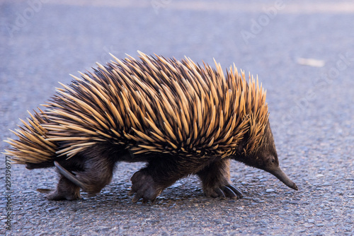 Echidna walking