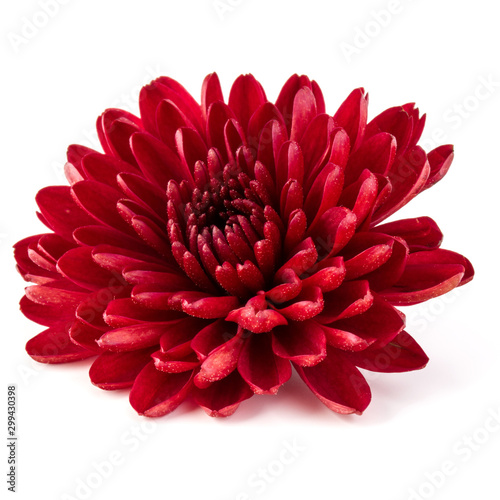 Red chrysanthemum flower isolated on white background