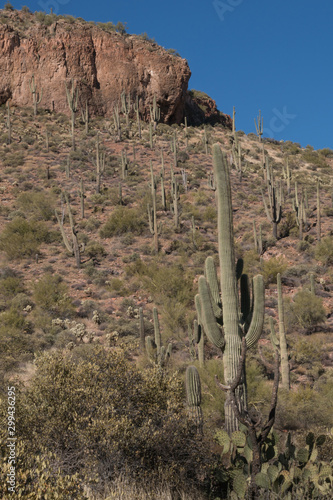 Saguaro cactus on the mountain side in Arizona.