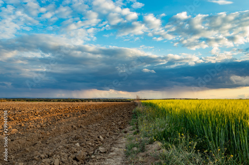 Rotational Agriculture. Wheat sown field next to fallow field