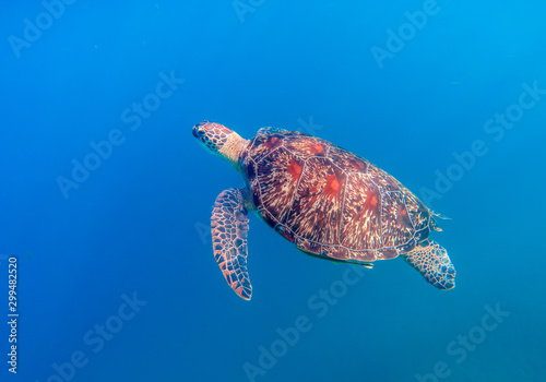 Wild sea turtle in blue water of tropical sea. Cute marine tortoise in natural environment. Snorkeling or diving banner