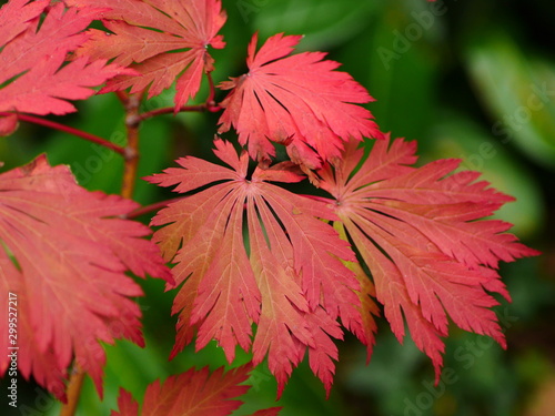 Red leaves of acer japonicum aconitifolium in Autumn season