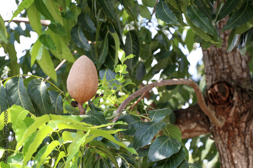 The brown mahogany with leaves on the mahogany tree. 