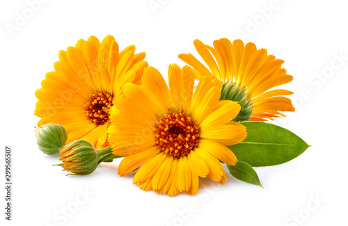 Calendula. Flowers with leaves isolated on white