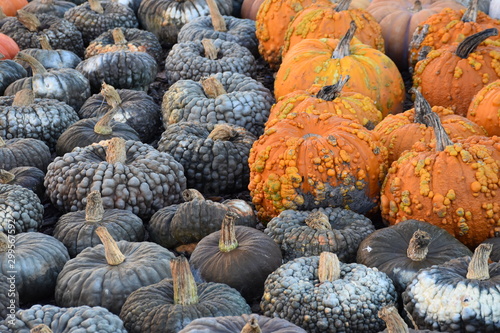 pile of warty pumpkins