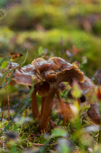 Close up of Yellowfoot (Craterellus tubaeformis) mushrooms growing almost hidden on the forest floor among blueberry bushes inside a forest during autumn in Sweden. 