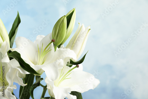 Beautiful lilies on blue background, closeup view. Space for text