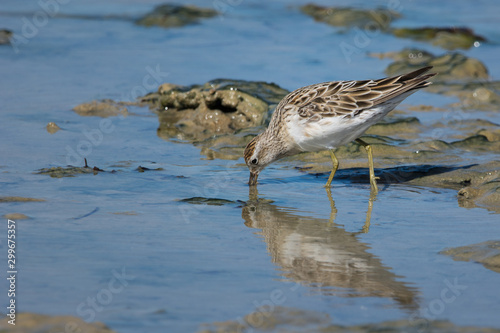 Sandpiper wading and feeding, migratory bird, South Australia.