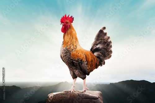 brown rooster perched on the mountain