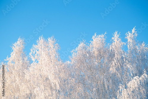 Snow covered birch tree branches view on blue sky Branches covered with snow