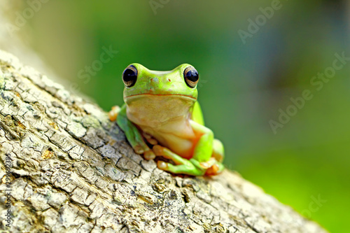 dumpy frog, green tree frog, papua green tree frog