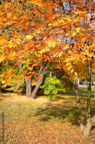  Very beautiful, colorful autumn in the park. Yellow-orange tree in the autumn park