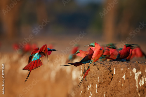 Red birds. Colorful Southern Carmine bee-eater, Merops nubicoides, colony of red and blue winged african birds on the bank of Zambezi river. Bird photography in ManaPools, Zimbabwe.