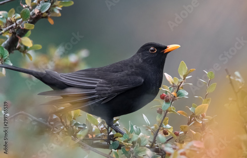 Amsel im Beerenstrauch