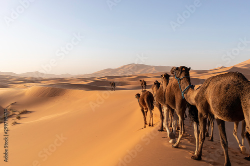 camels and desert