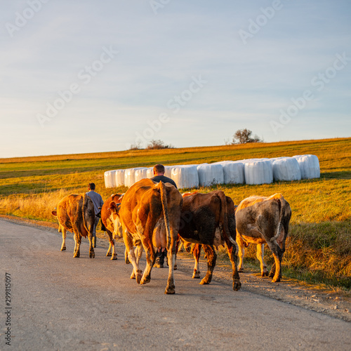Produkcja wołowiny- rolnictwo