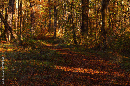 Dichte Waldvegetation in goldenem Oktoberlicht in einem Mischwald im Herbst
